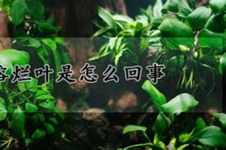 如何养水榕？