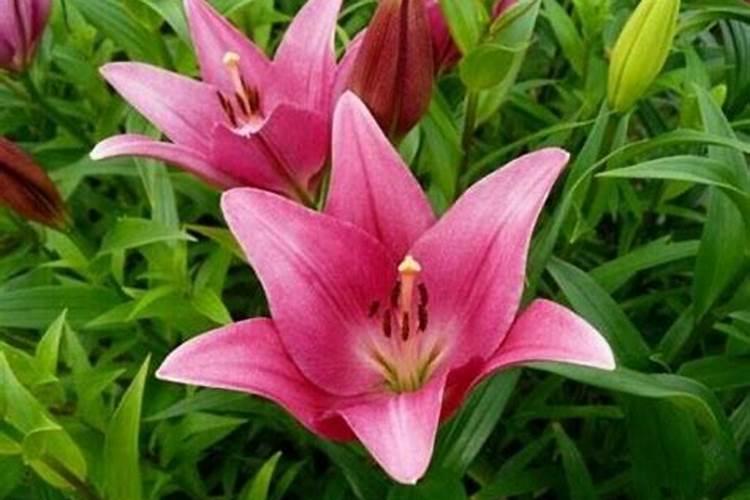 百合花施什么肥最好