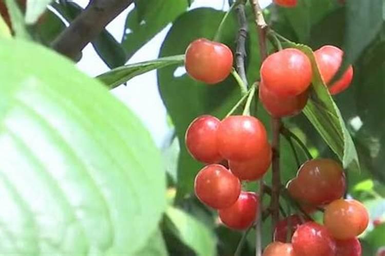 蔬菜作物缺磷有何症状？怎样防治？
