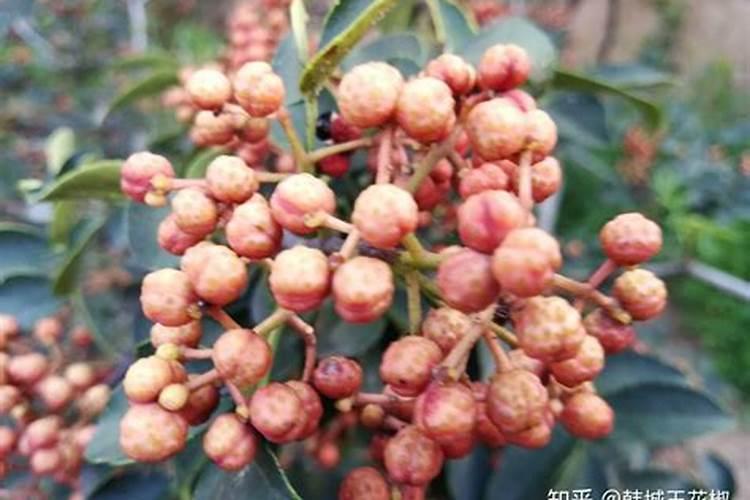 西葫芦叶子卷曲是啥原因,怎么办