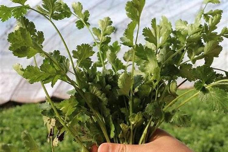 玉米后期追钾肥有用吗 追肥最佳时间是什么时候