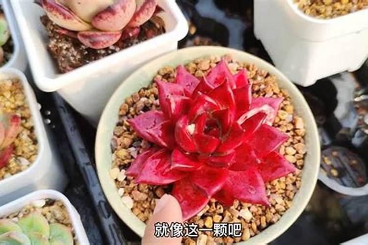 土壤离子钙、镁、硫在植物体内的生理功能及其土壤缺离子症状