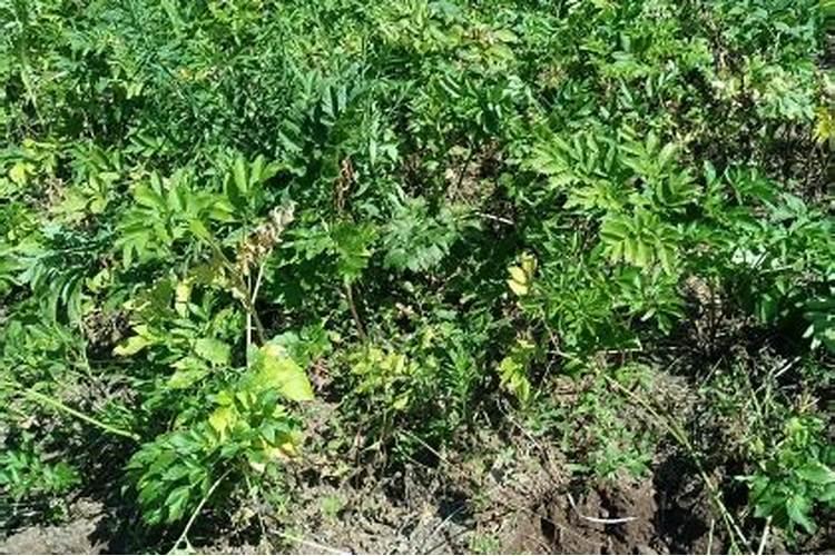 柑橘树叶子变黄,有的整棵死亡并且没有发现害虫是什么原因？