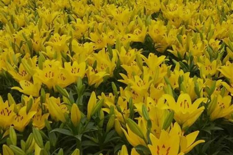 请问百合花要什么样的花肥才好啊？