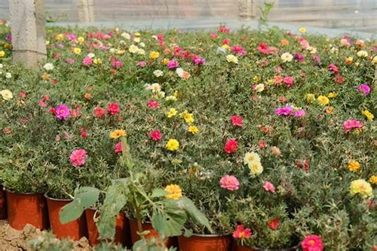 太阳花多久开花发芽(太阳花种子发芽过程图)