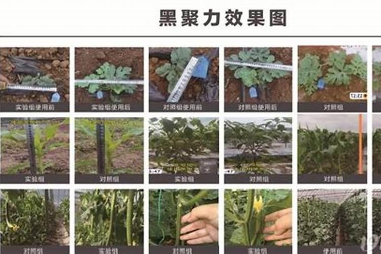 水溶肥滴灌用多大浓度