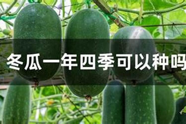冬瓜高产施肥的正确方法