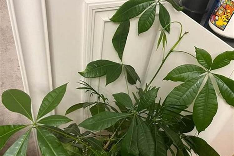 养花多久施一次肥？