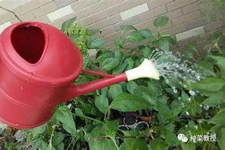 种菜下雨天追肥要用土覆盖吗