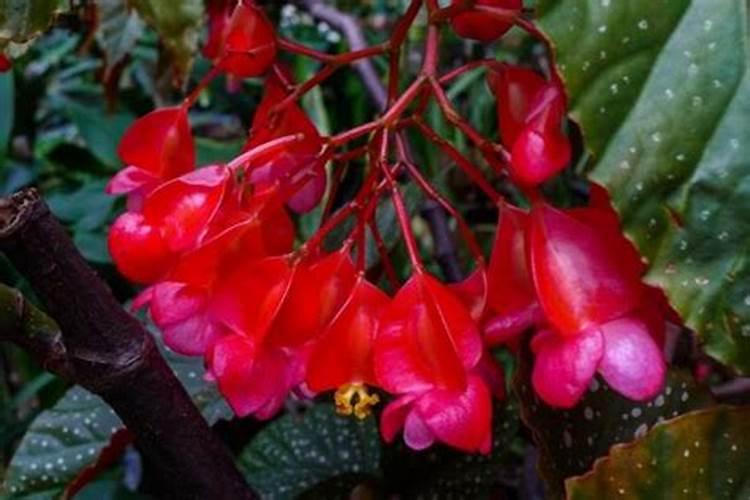竹节海棠施什么肥竹节海棠怎么施肥