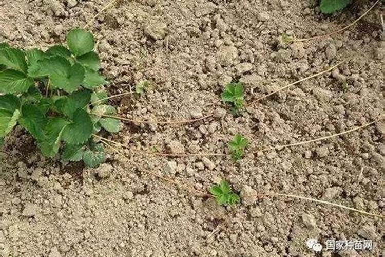 草莓种植过程中该施什么肥料