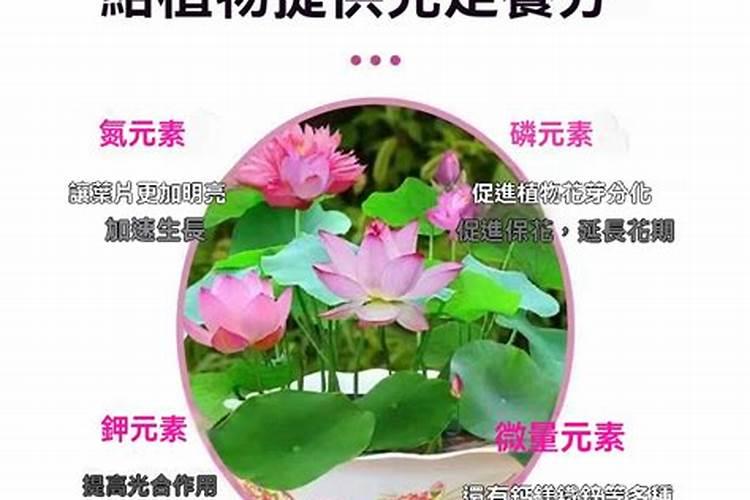 水培植物碗莲荷花可以施用水溶肥吗