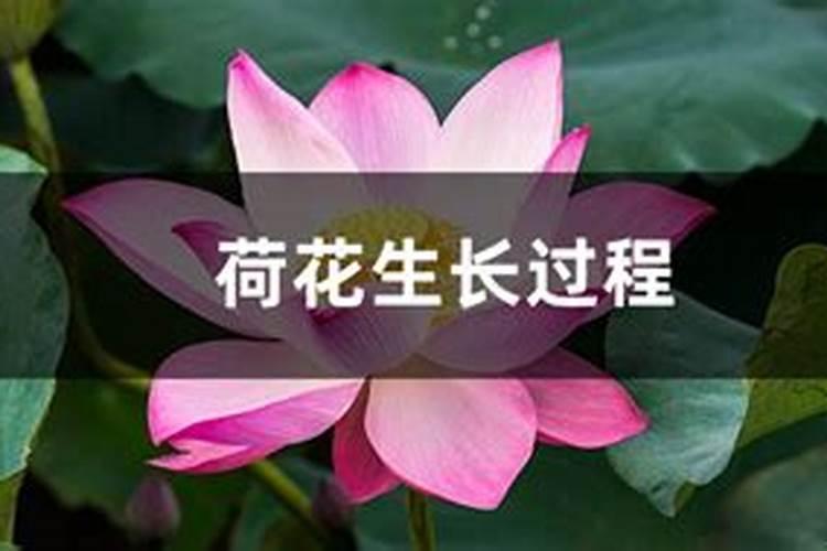 四种很仙的“水中花”,养护得当四季有花赏,如何养呢？
