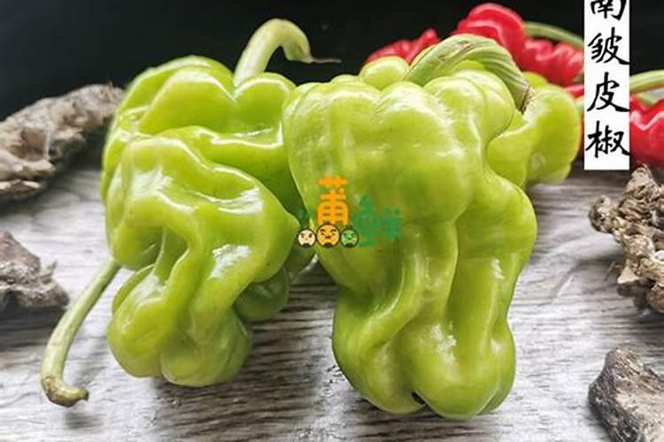 杭椒怎么种植？