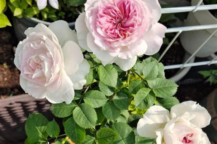 月季花施什么肥料好