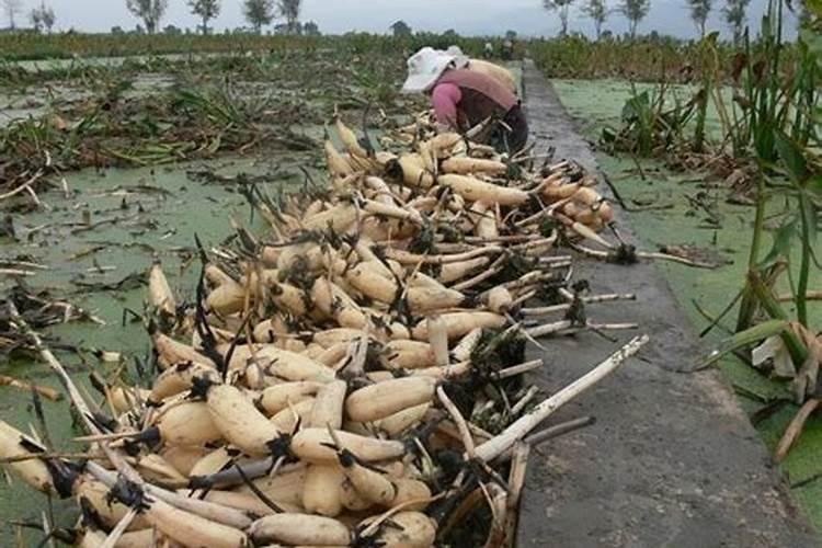 莲藕用硫酸钾好还是氯化钾肥好？