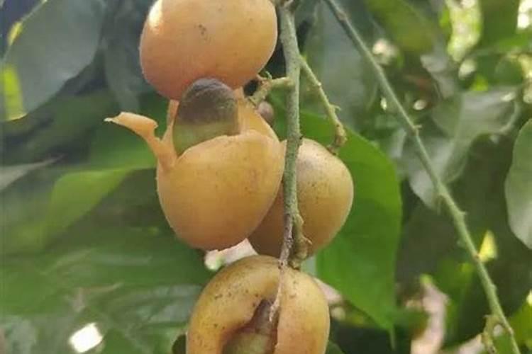菠萝蜜发挪威和氯化钾掉叶怎么办？