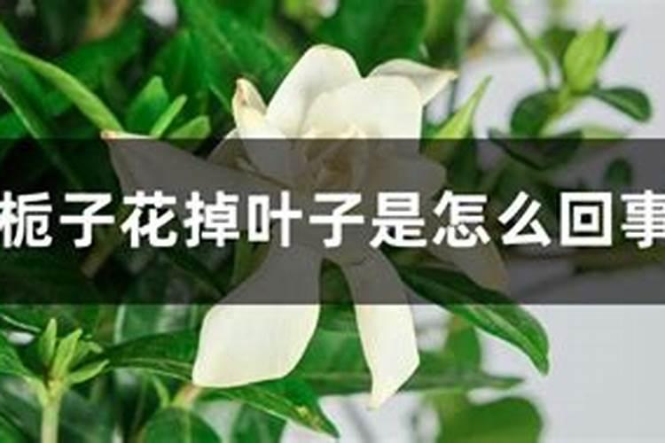 茉莉花花朵掉落怎么回事