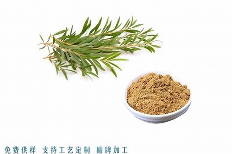 迷迭香叶子发黑干枯有救吗