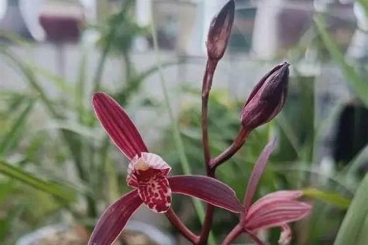 兰草花用什么肥料最好