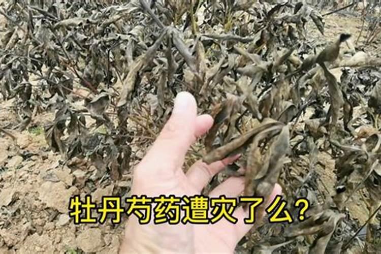 五月份梨树喷雾什么叶面肥合适一？