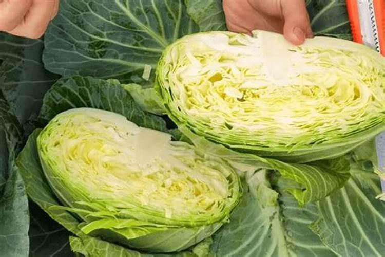 耐冬花掉叶怎么办