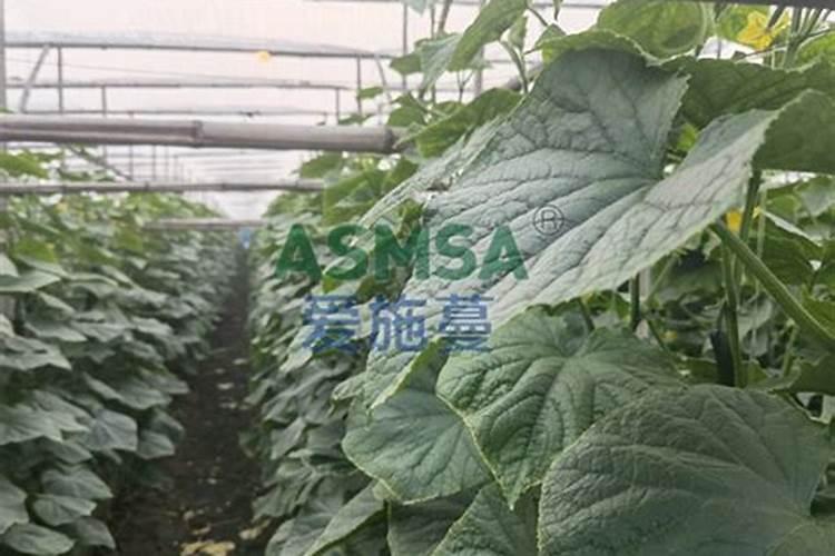 进口十大水溶肥品牌