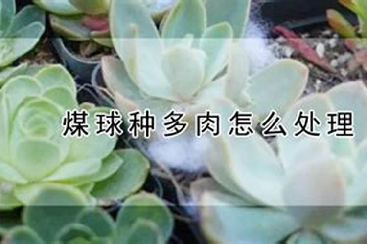 坟墓上松柏树在坟墓栽了十五年了,为什么两个树的叶子慢慢变干了？