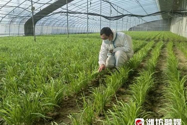 菊花有花蕾时能用磷酸二氢钾喷叶面肥吗