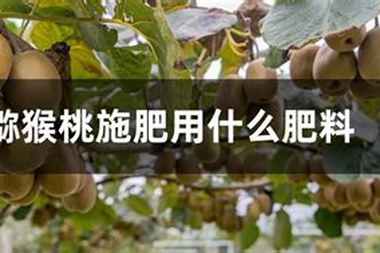 菜籽饼肥料的使用方法