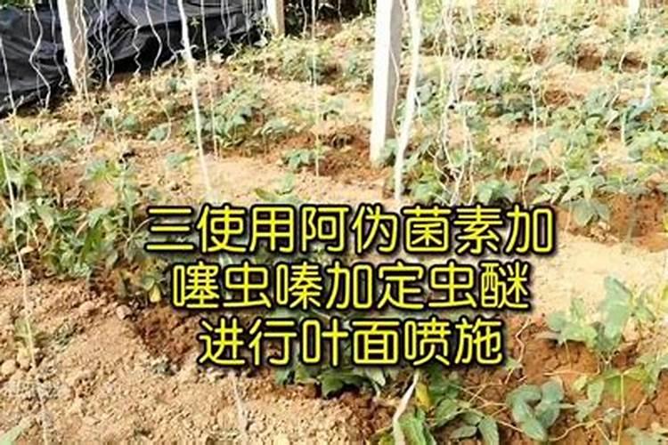 土豆施肥用什么肥料
