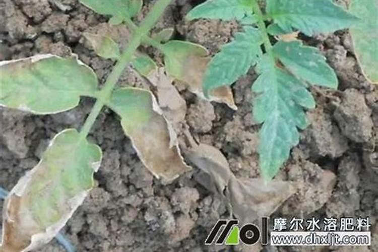 西红柿苗发生肥害怎么处理