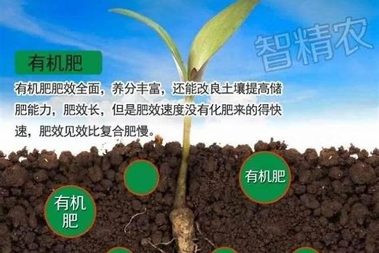 水溶肥几天可以见效