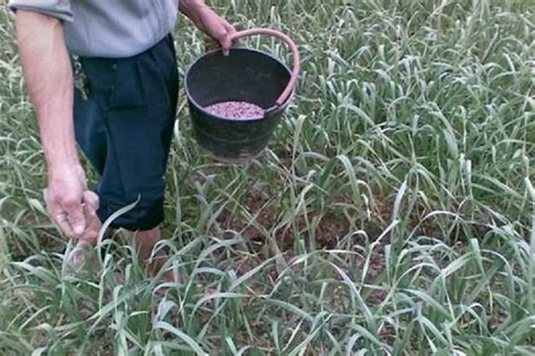 盆栽香菜根方法