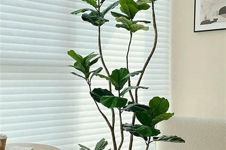 月季花如何追肥