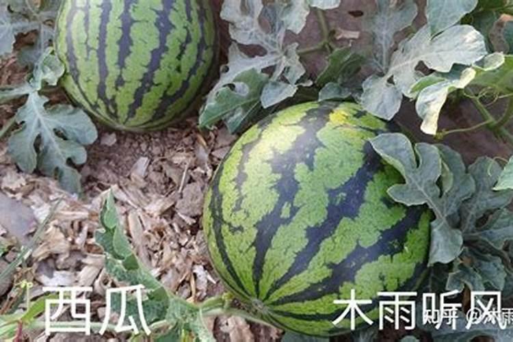 月季为什么要喷施叶面肥杀菌剂添加叶面肥有何作用