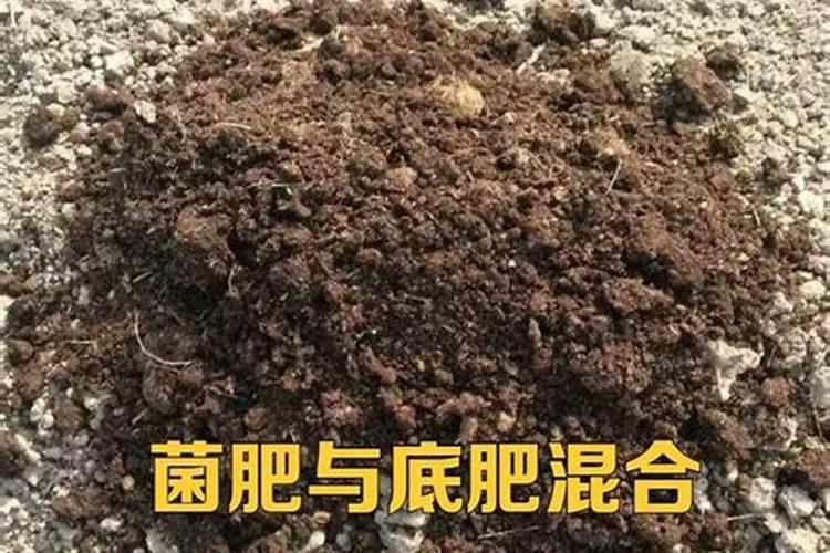 番茄老苗定植,怎么管理？