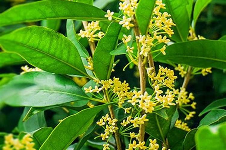 玉米种植追肥方法及最佳时间(玉米苗期施肥用什么肥好)