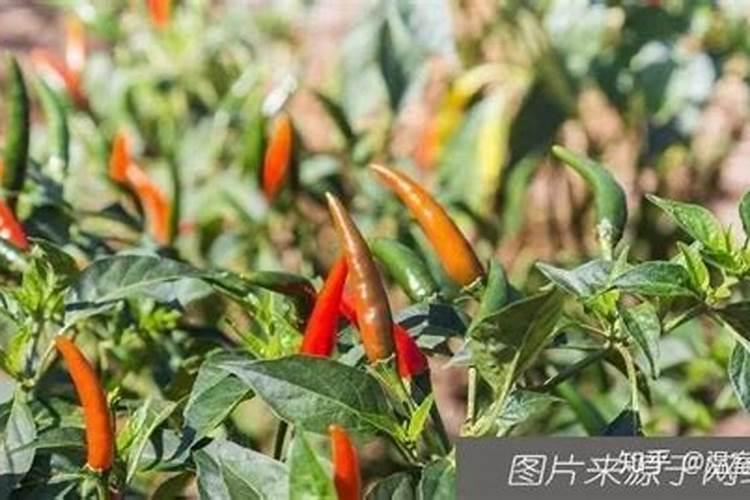 酥梨如何保存不容易影响口感？