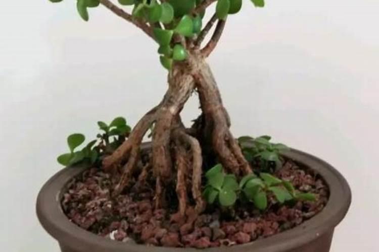 种植桂花用什么样的肥料比较好？什么时候施肥最好？