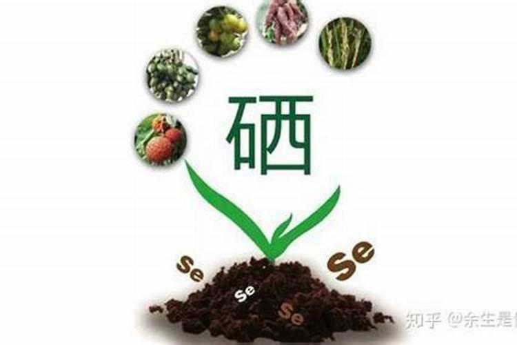 葡萄幼苗施肥用什么肥料好？