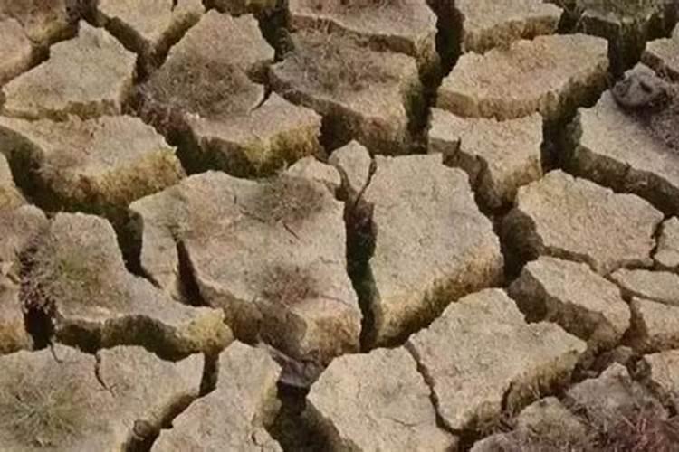花生的苗期怎么控害增收？