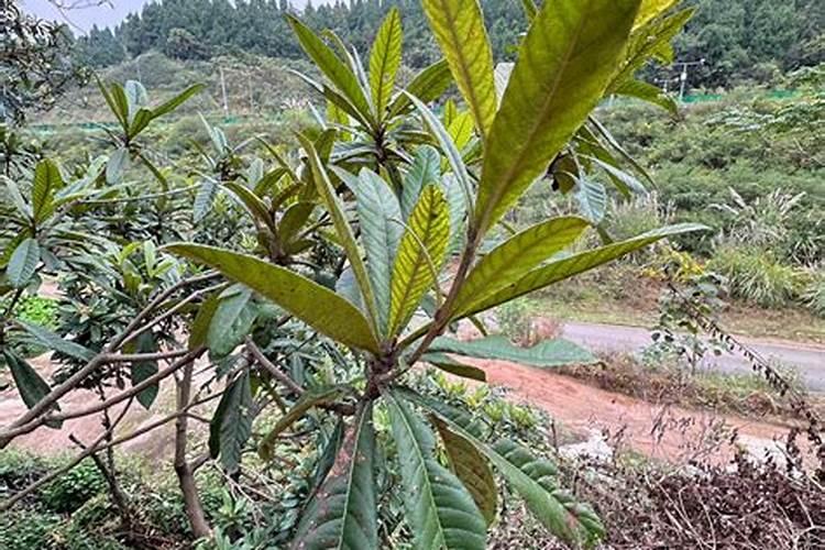 枇杷施肥用什么最好