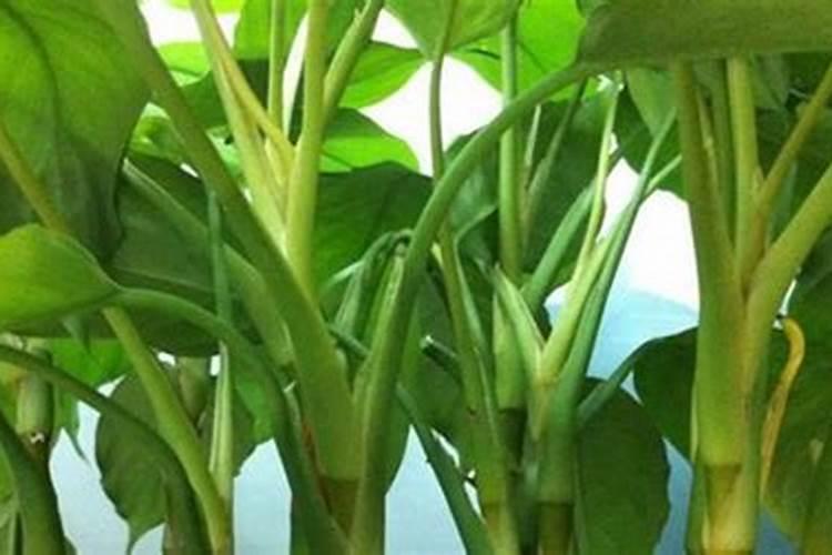 种植四季豆提高产量的施肥技巧有哪些