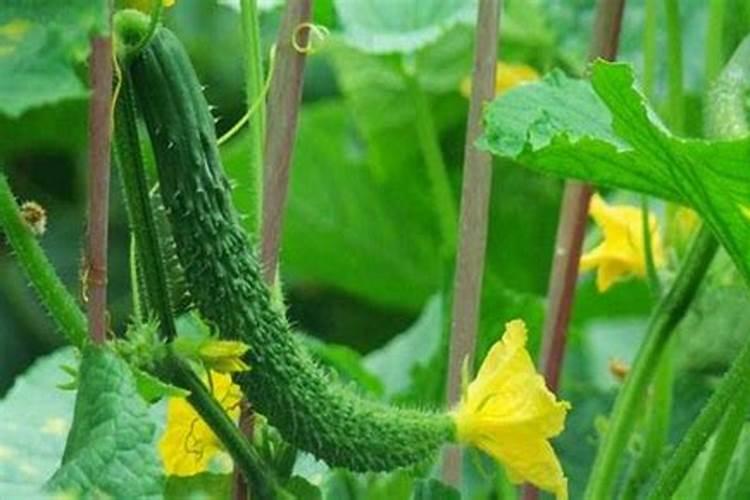花生用什么叶面肥好 花生施肥注意事项