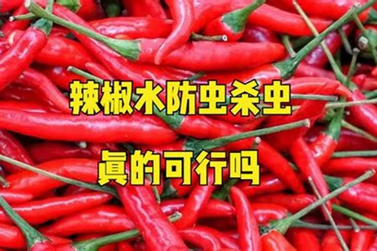 辣椒喷什么叶面肥结果多,多久喷一次