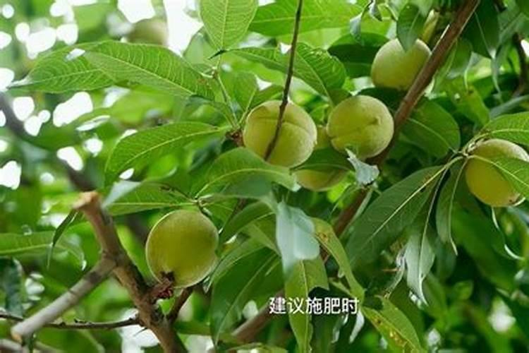 沃夫特黑珍珠复合肥与沃夫特硝基103复合肥有什么区别