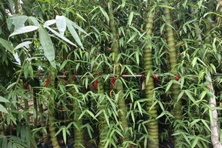 腐植酸肥料使用大忌