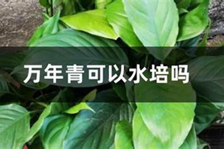广东万年青用什么肥料,春秋施加液肥促进植株生长