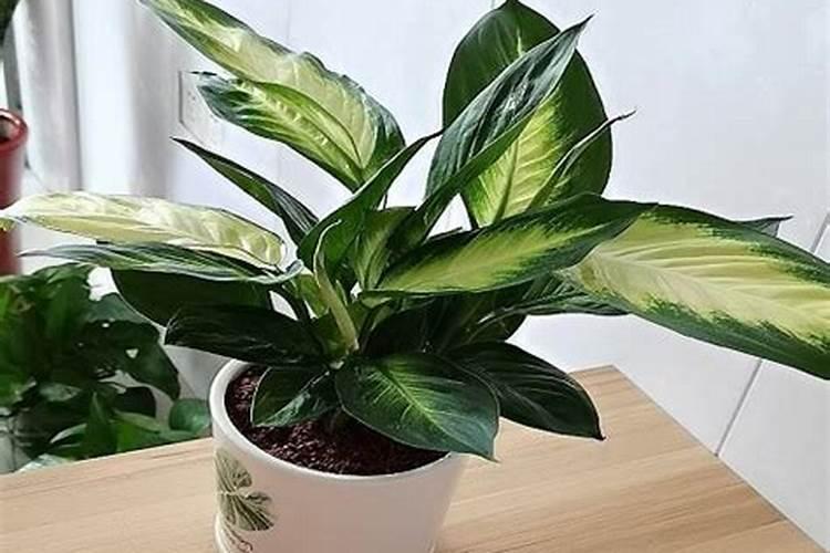 广东万年青用什么肥料,春秋施加液肥促进植株生长